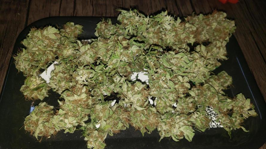 Auto Black Opium - Indoor 2025. Week 11