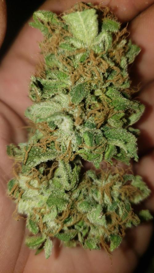 Auto Black Opium - Indoor 2025. Week 11