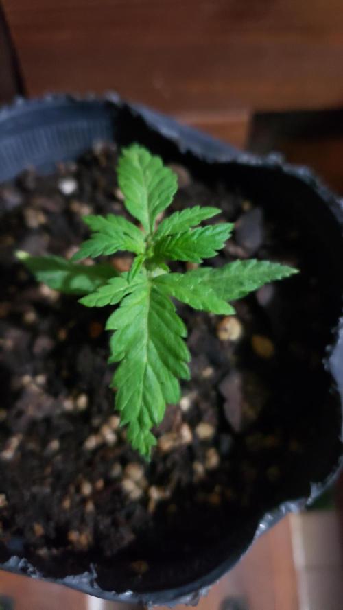 BIG BANG  divine seeds - Outdoor2026. Week 3