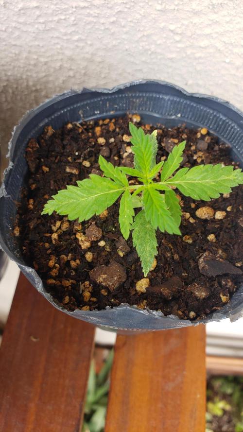 BIG BANG  divine seeds - Outdoor2026. Week 3