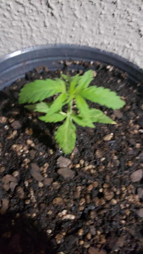 BIG BANG  divine seeds - Outdoor2026. Week 3