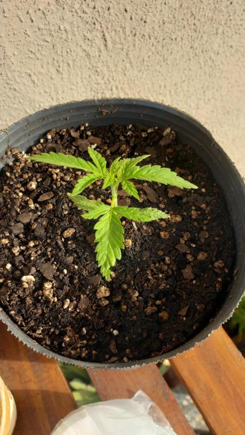 BIG BANG  divine seeds - Outdoor2026. Week 3