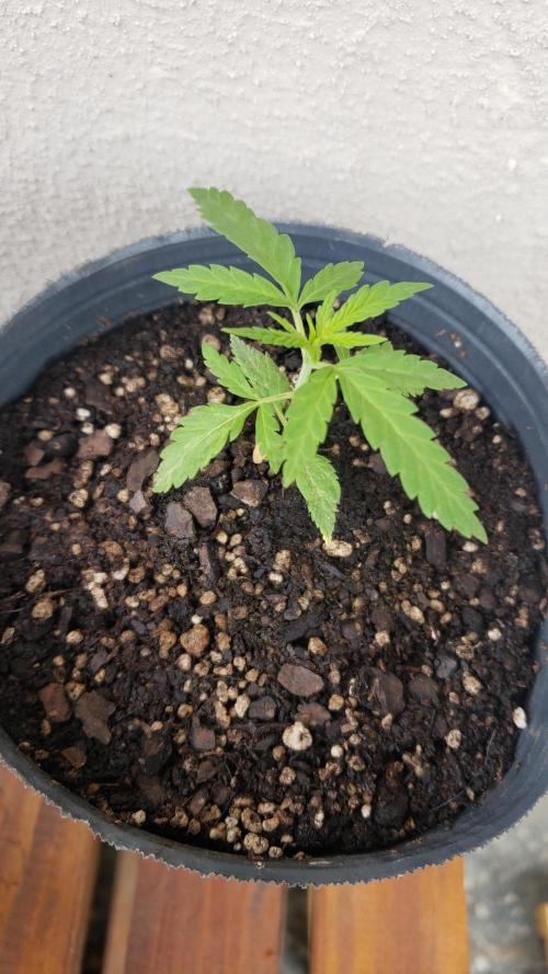 BIG BANG  divine seeds - Outdoor2026. Week 3