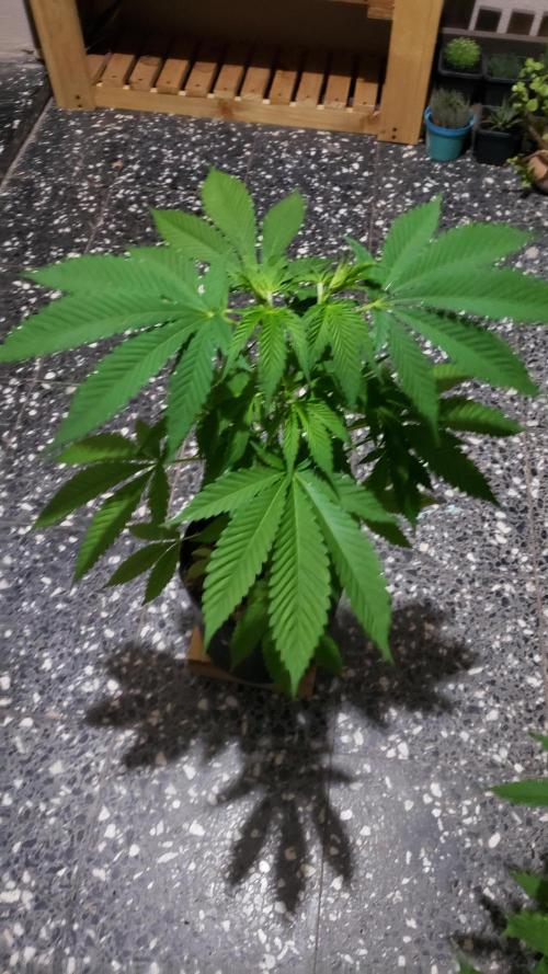 laughing budda Regular 25/26 - Outdoor. Week 4