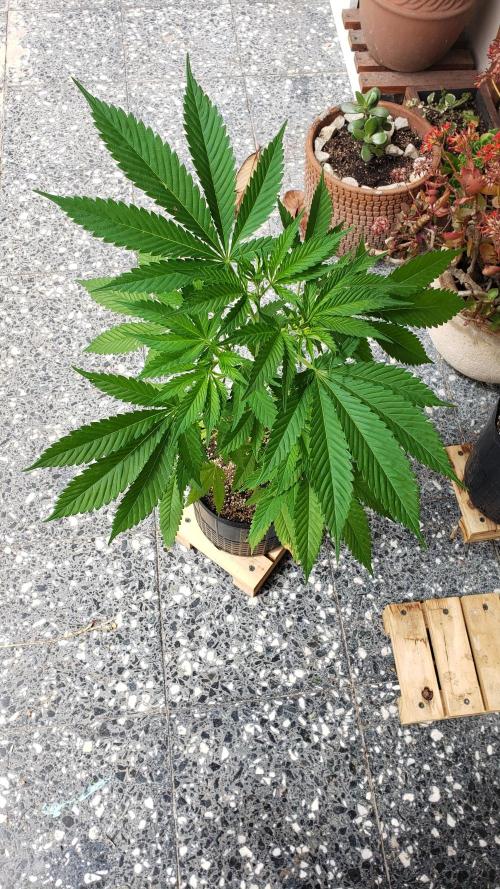 laughing budda Regular 25/26 - Outdoor. Week 4