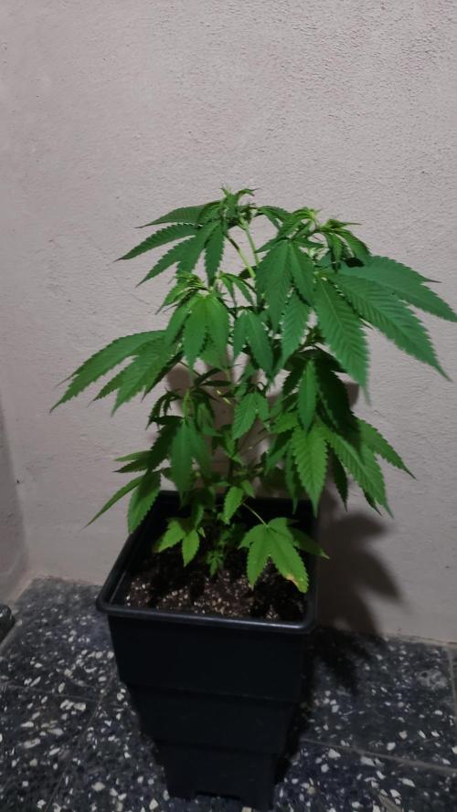 laughing budda Regular 25/26 - Outdoor. Week 4