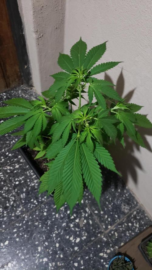laughing budda Regular 25/26 - Outdoor. Week 4
