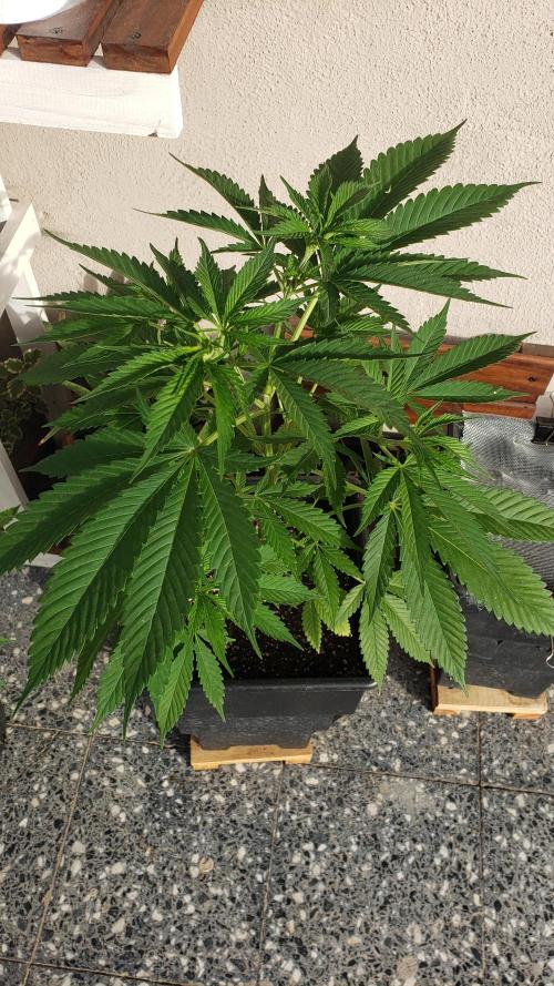 laughing budda Regular 25/26 - Outdoor. Week 4