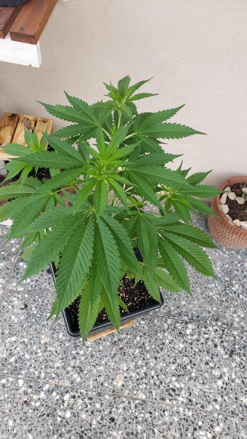 laughing budda Regular 25/26 - Outdoor. Week 4