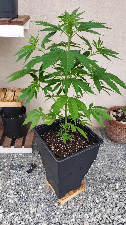 laughing budda Regular 25/26 - Outdoor. Week 4