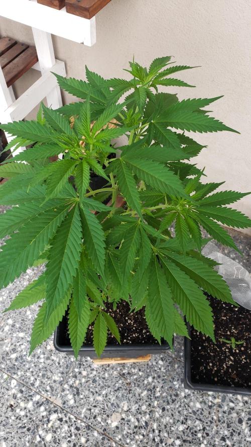 laughing budda Regular 25/26 - Outdoor. Week 4