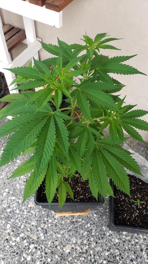 laughing budda Regular 25/26 - Outdoor. Week 4