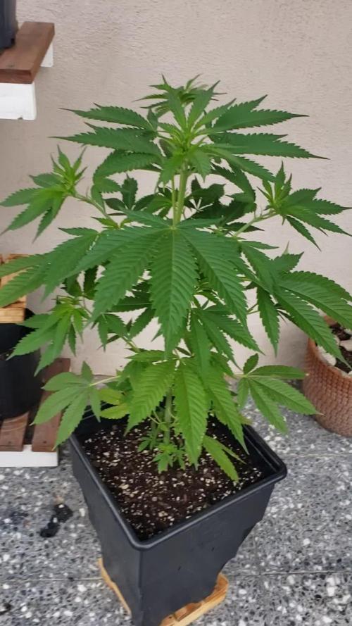 laughing budda Regular 25/26 - Outdoor