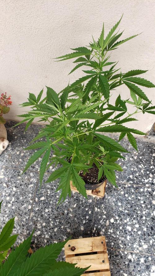 Seed Regular exterior 25/26. Week 4