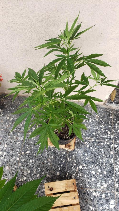 Seed Regular exterior 25/26. Week 4