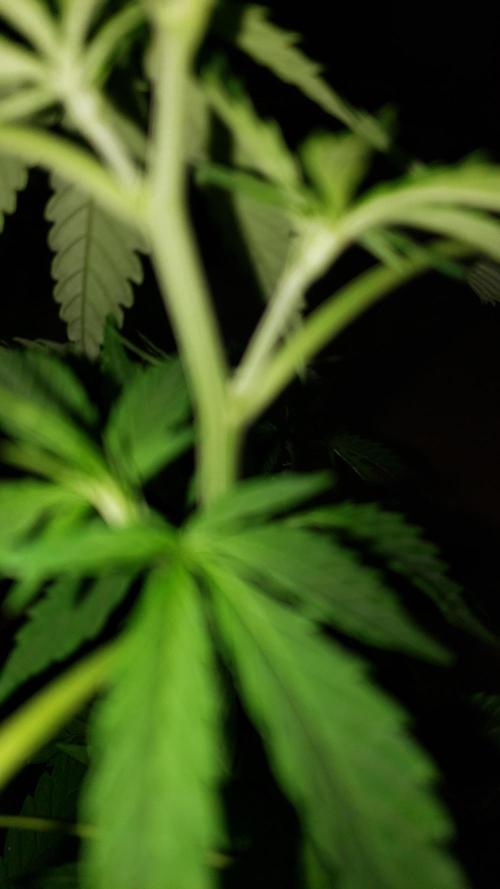 Seed Regular exterior 25/26. Week 4