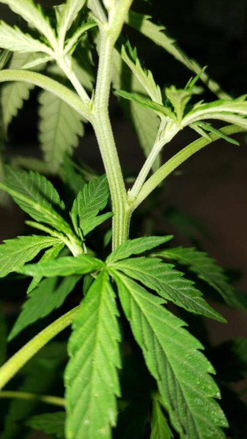 Seed Regular exterior 25/26. Week 4