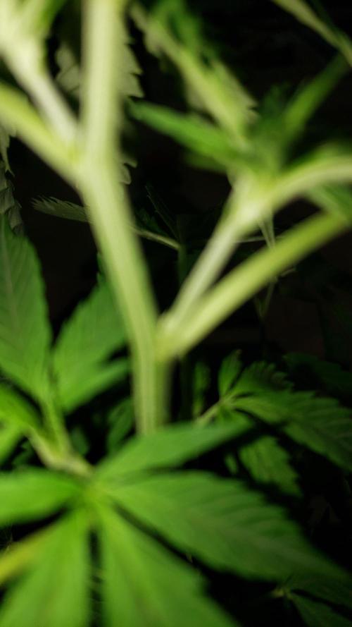 Seed Regular exterior 25/26. Week 4