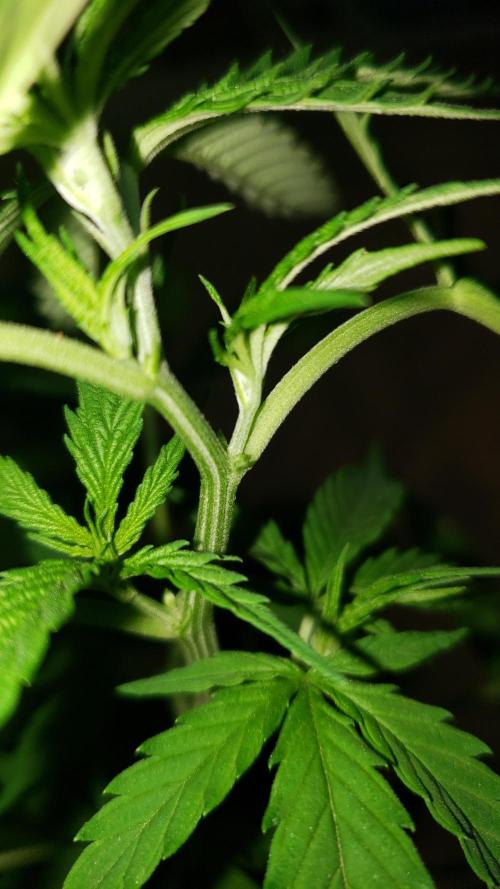 Seed Regular exterior 25/26. Week 4