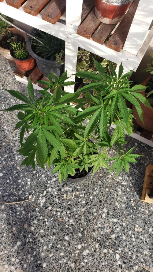 Seed Regular exterior 25/26. Week 4