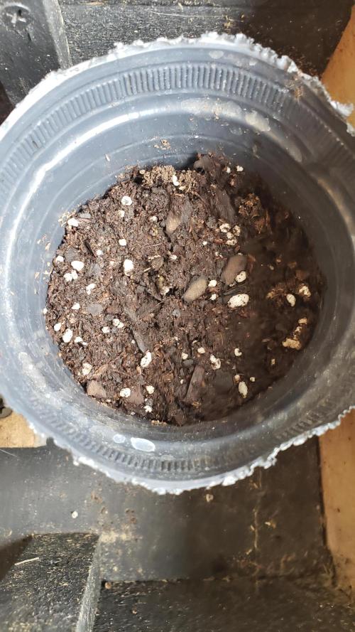 Gorilla Cookies FF - Outdoor 2026. Week 0