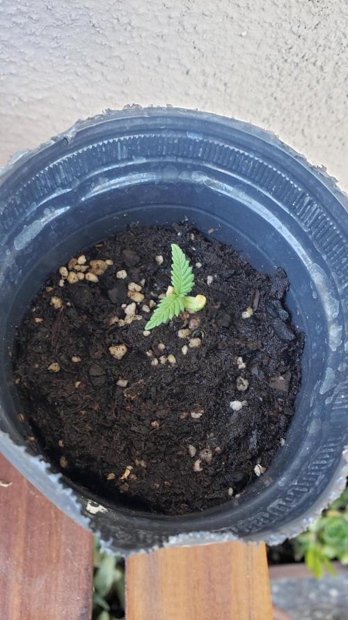 Gorilla Cookies FF - Outdoor 2026. Week 1