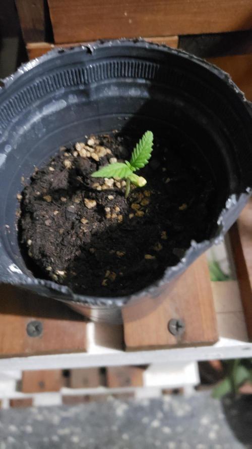 Gorilla Cookies FF - Outdoor 2026. Week 1