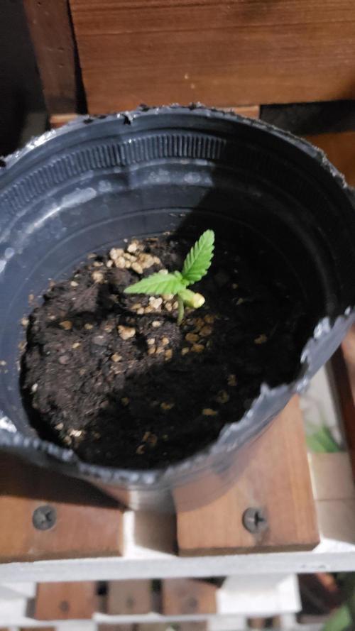 Gorilla Cookies FF - Outdoor 2026. Week 1