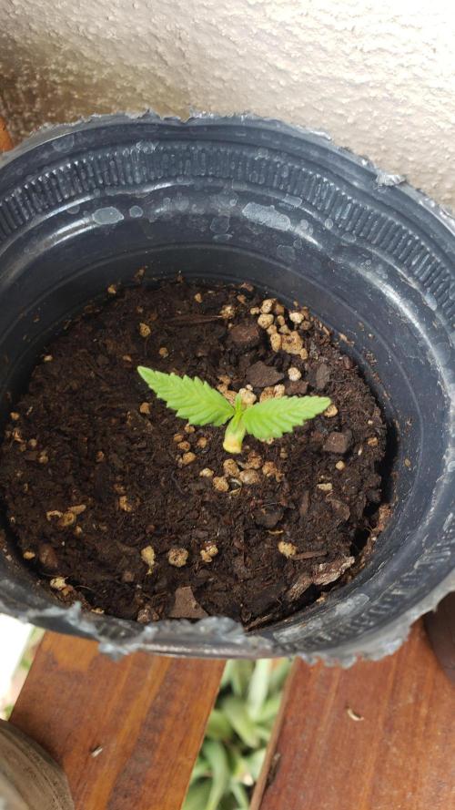 Gorilla Cookies FF - Outdoor 2026. Week 1