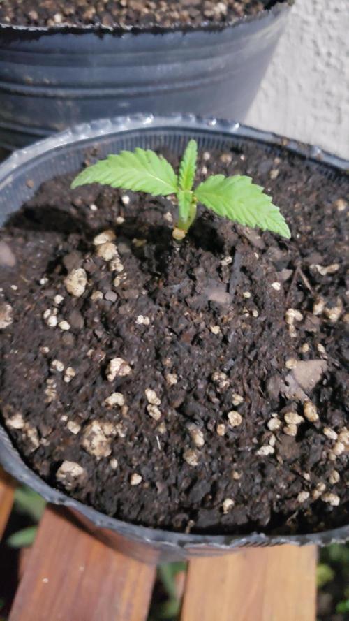 Gorilla Cookies FF - Outdoor 2026. Week 1