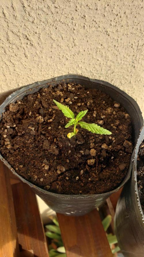 Gorilla Cookies FF - Outdoor 2026. Week 1