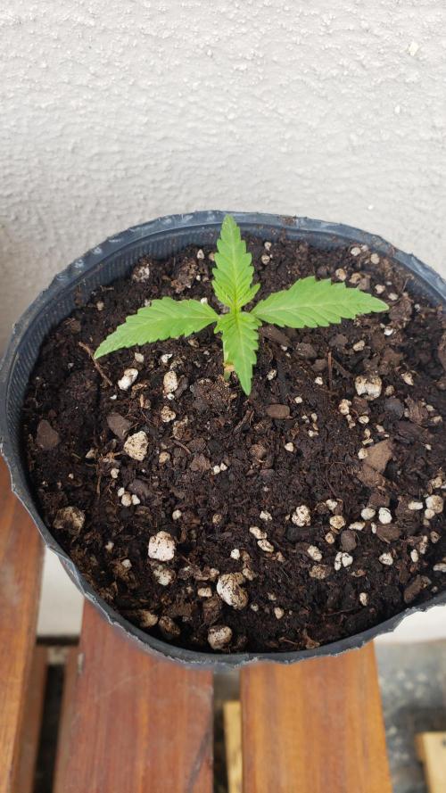 Gorilla Cookies FF - Outdoor 2026. Week 1