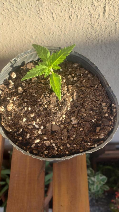 Gorilla Cookies FF - Outdoor 2026. Week 1