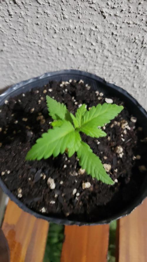 Gorilla Cookies FF - Outdoor 2026. Week 1