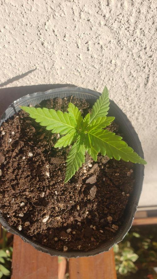 Gorilla Cookies FF - Outdoor 2026. Week 1