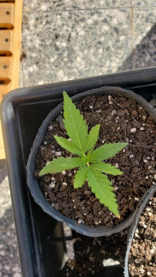 Gorilla Cookies FF - Outdoor 2026. Week 1