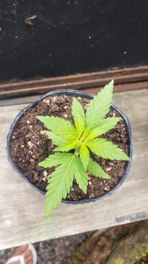 Gorilla Cookies FF - Outdoor 2026. Week 1