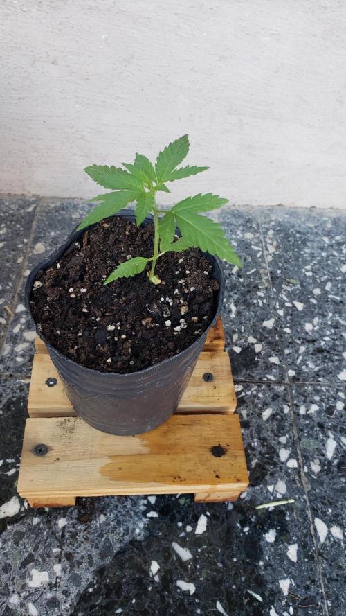 Gorilla Cookies FF - Outdoor 2026. Week 1