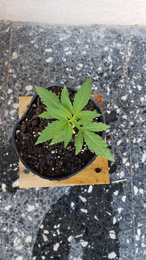 Gorilla Cookies FF - Outdoor 2026. Week 1