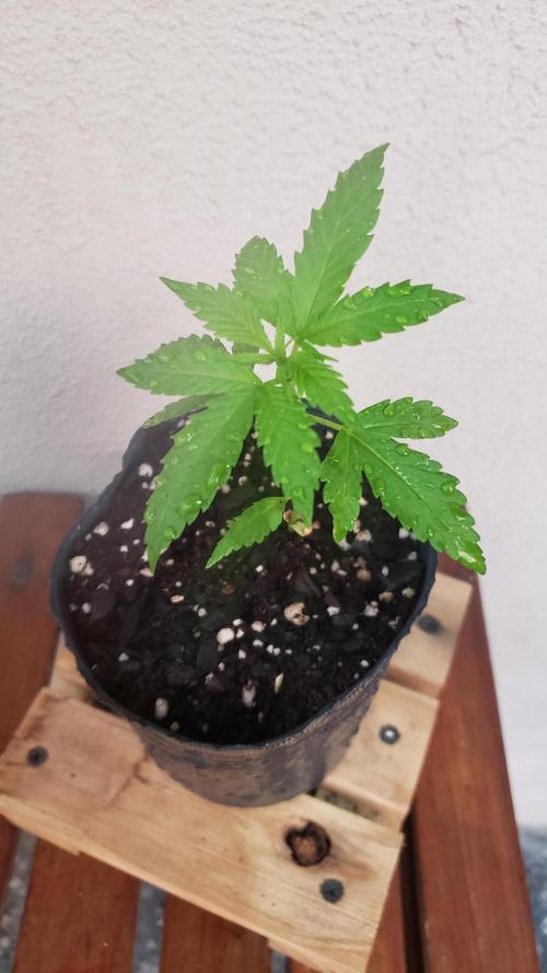 Gorilla Cookies FF - Outdoor 2026. Week 1