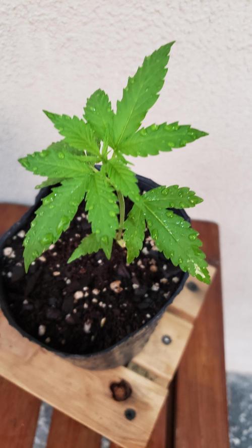 Gorilla Cookies FF - Outdoor 2026. Week 1