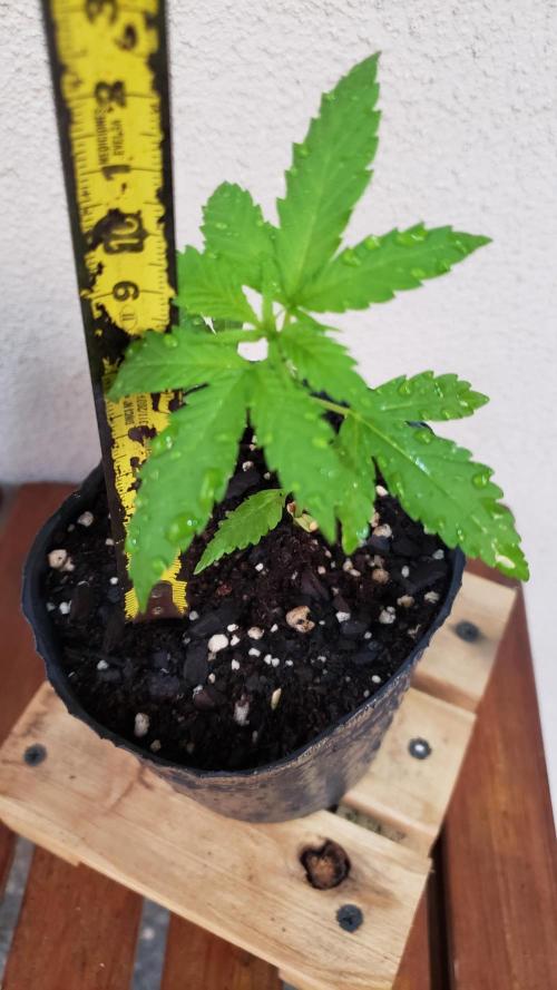 Gorilla Cookies FF - Outdoor 2026. Week 1