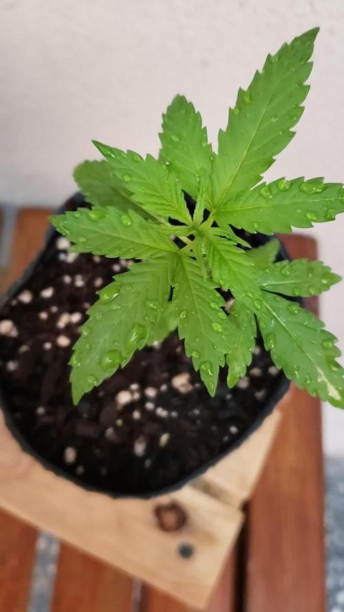 Gorilla Cookies FF - Outdoor 2026