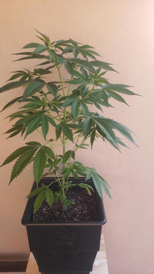 laughing budda Regular 25/26 - Outdoor. Week 5