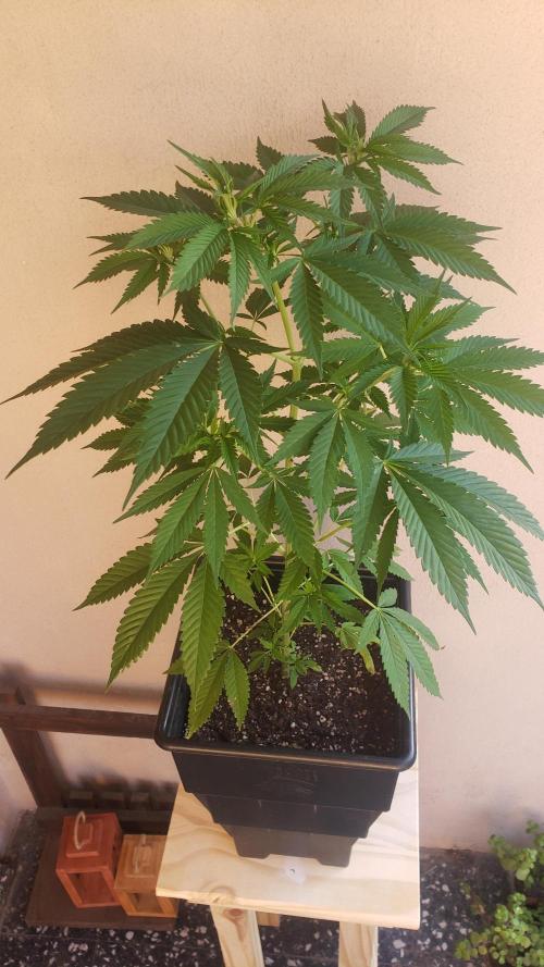 laughing budda Regular 25/26 - Outdoor. Week 5