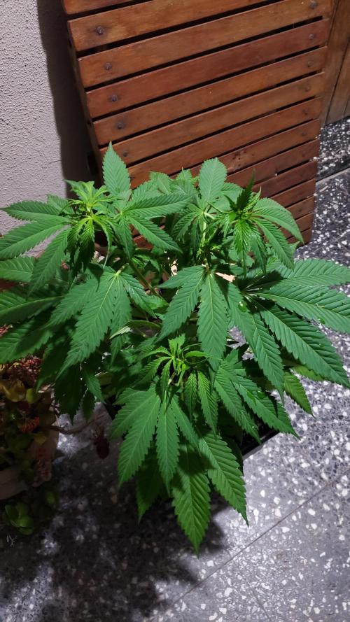 laughing budda Regular 25/26 - Outdoor. Week 5