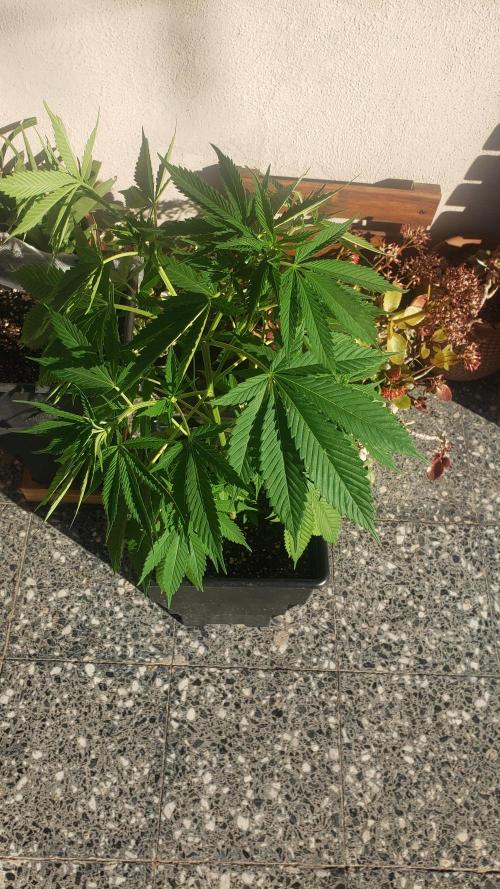 laughing budda Regular 25/26 - Outdoor. Week 5