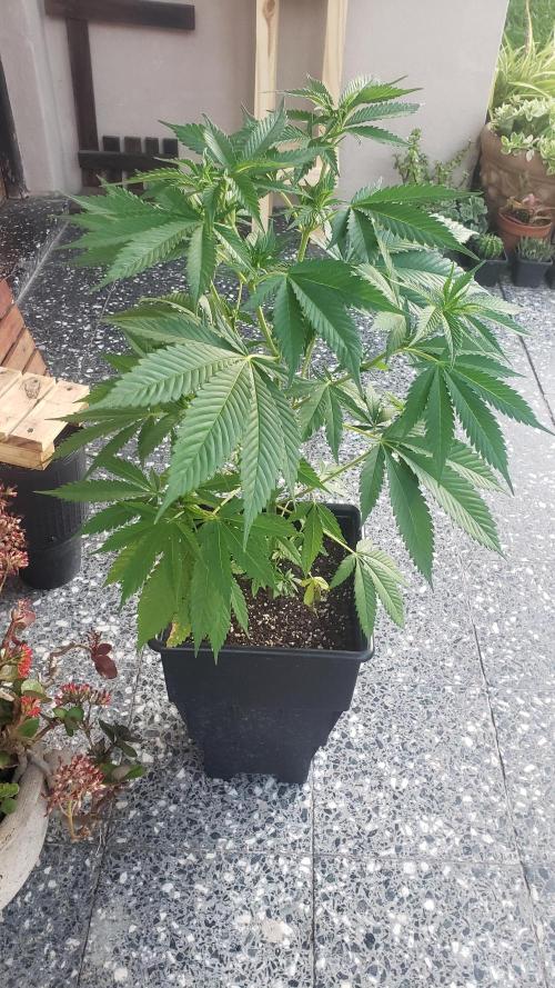 laughing budda Regular 25/26 - Outdoor. Week 5