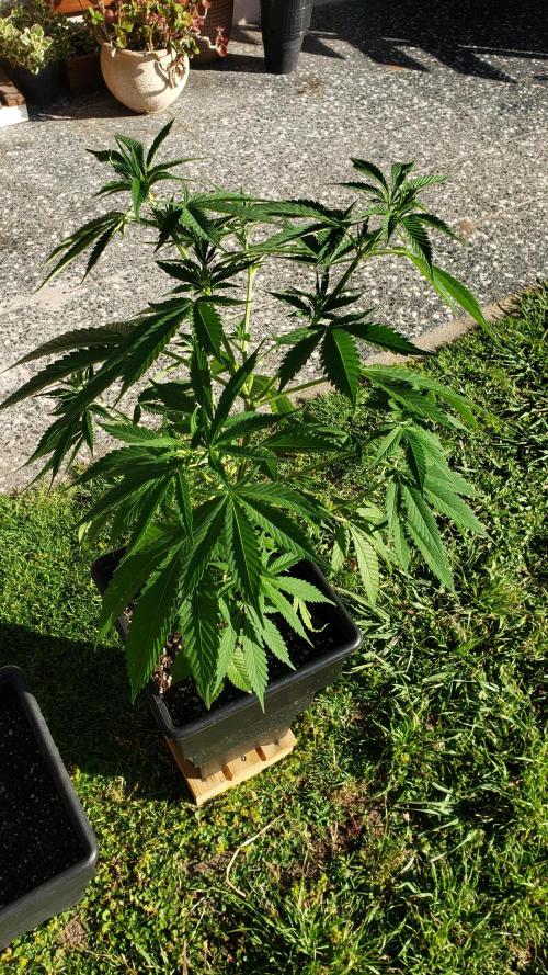 laughing budda Regular 25/26 - Outdoor. Week 5