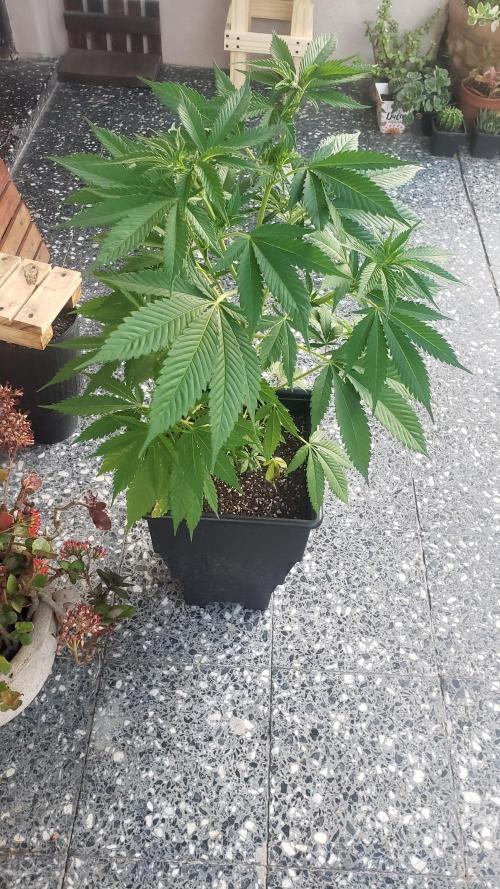 laughing budda Regular 25/26 - Outdoor. Week 5